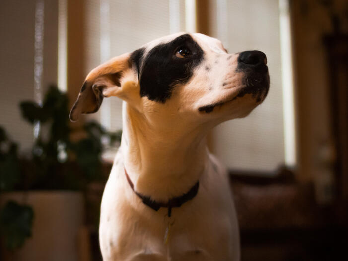 A dog looking unhappy